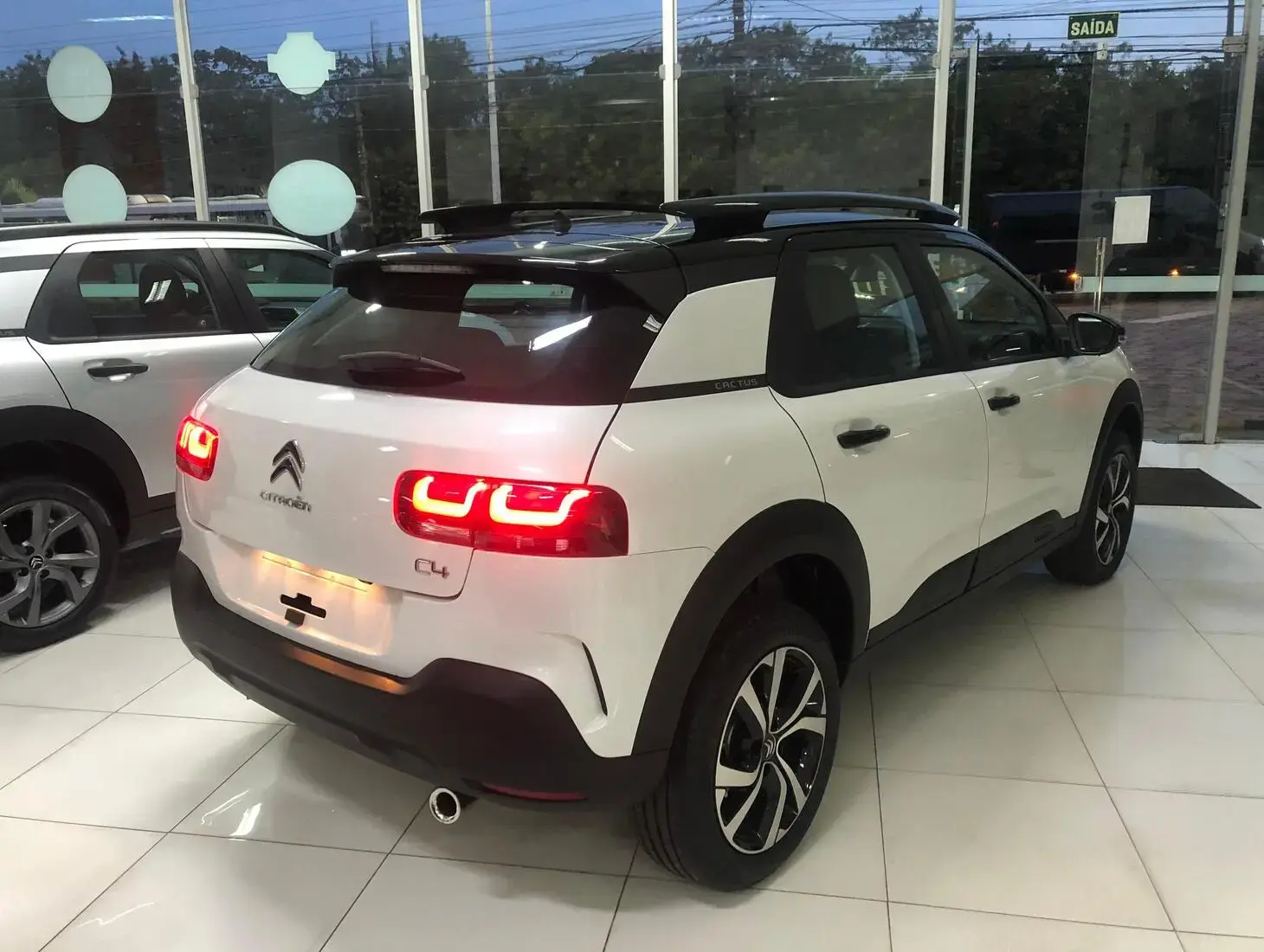 galeria C4 Cactus
