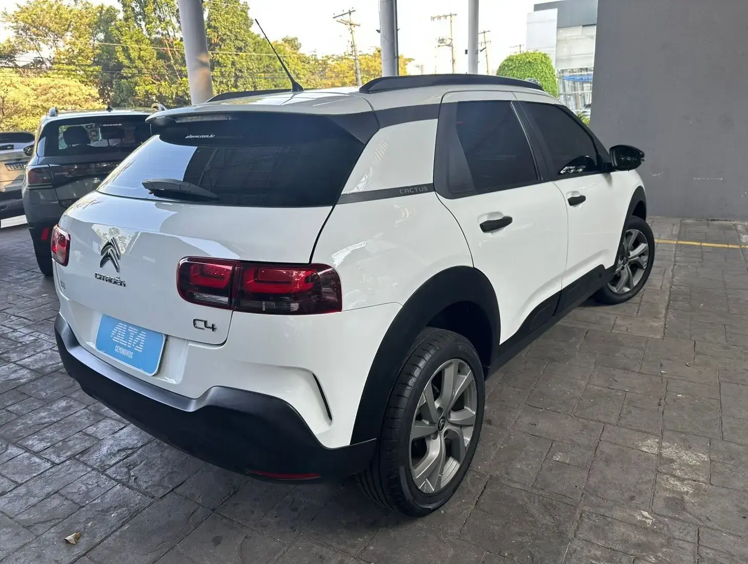 galeria C4 Cactus