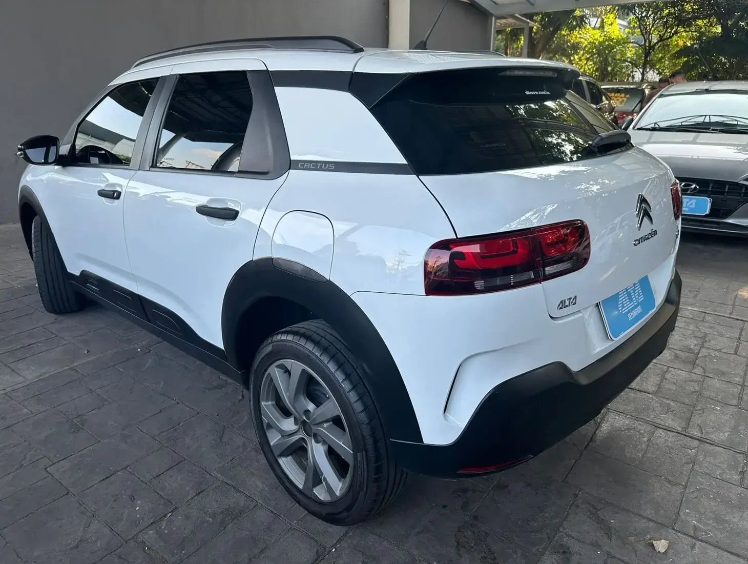 galeria C4 Cactus