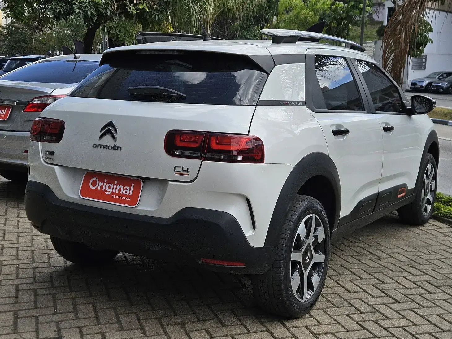 galeria C4 Cactus