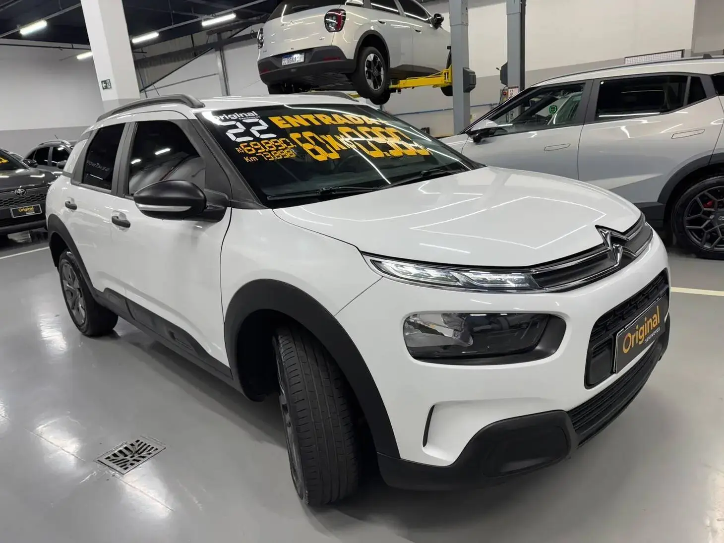 galeria C4 Cactus