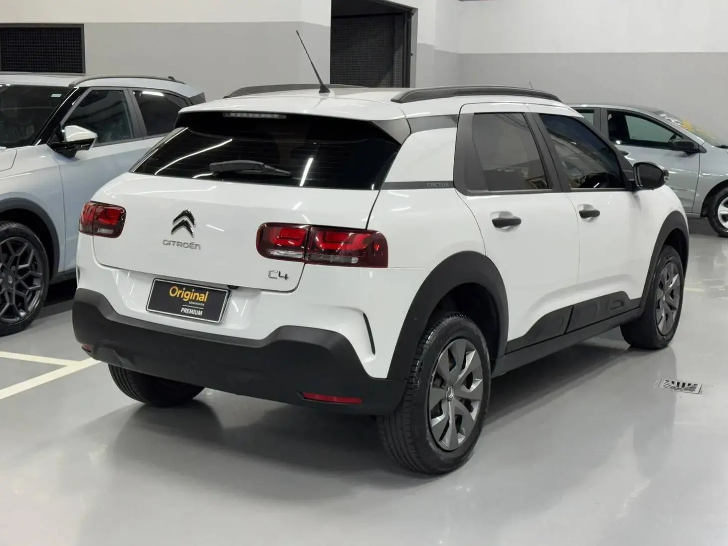 galeria C4 Cactus