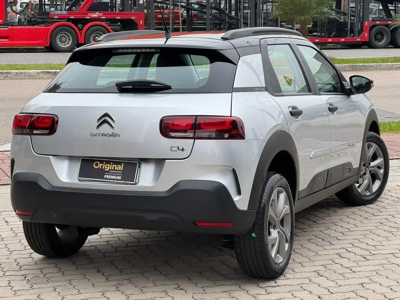 galeria C4 Cactus