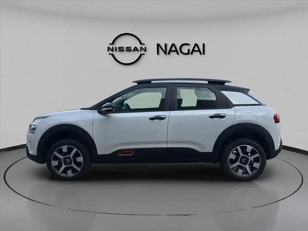galeria C4 CACTUS