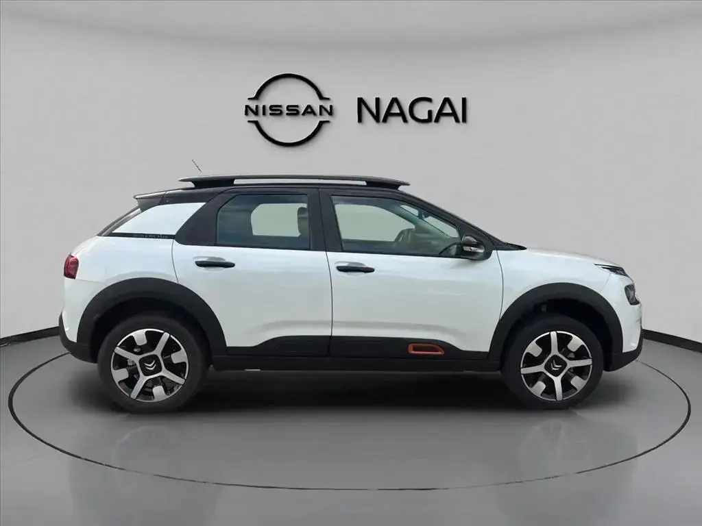 galeria C4 CACTUS