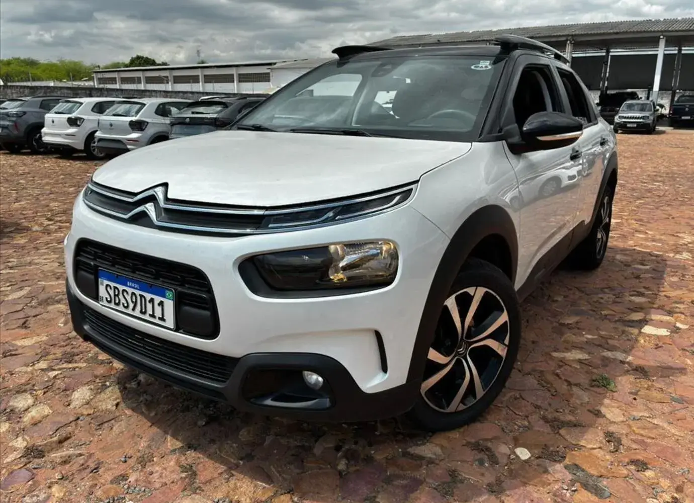 galeria C4 CACTUS